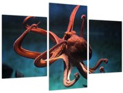 Kép - Octopus (90x60 cm)