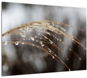 Cseppkép egy növényen (70x50 cm)
