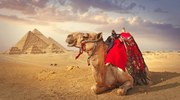 Fotográfia Camel and the pyramids in Giza, narvikk