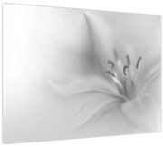 Kép - Delicate Lily (70x50 cm)