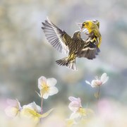 Fotográfia Spinus in the spring, Martine Benezech