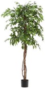 Fikusz műnövény (magasság 180 cm) Ficus – Kave Home