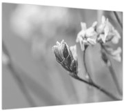 Kép - Virágzó virág (70x50 cm)