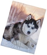 BedTex Mikropoliész takaró Szibériai husky, 150 x200 cm