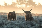 Fotográfia Three Highlanders, Jaap van den