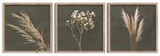 Kép szett 3 db-os 30x30 cm Pampas – Styler