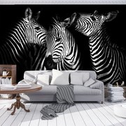 Fotótapéta - Zebra (152,5x104 cm)