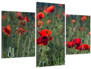 Kép - Rét mák virággal (90x60 cm)