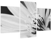 Kép - Fekete-fehér virág (90x60 cm)