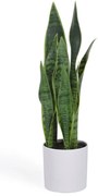 Műnövény (magasság 55 cm) Sansevieria – Kave Home
