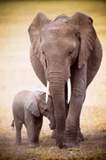 Plakát Elephant and baby