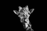 Fotográfia Giraffe in Black and White, Malcolm MacGregor