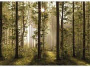 XXL erdei fotó tapéta 360 x 254 cm, 4 részből áll