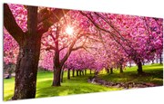 A virágzó cseresznye képe, Hurd Park, Dover, New Jersey (120x50 cm)