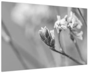 Kép - Virágzó virág (90x60 cm)