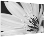Kép - Fekete-fehér virág (90x60 cm)