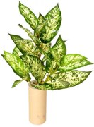 Mű Dieffenbachia, zöld, 45 cm