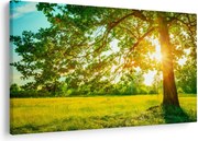 Kép - Sunny Forest (90x60 cm)