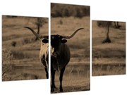 Kép - Texasi tehén (90x60 cm)