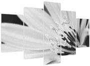 Kép - Fekete-fehér virág (150x105 cm)