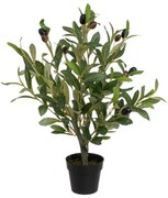 Olajfa műnövény – Casa Selección