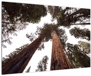 Kép - Kilátás a fák között (90x60 cm)