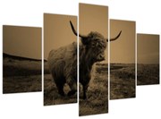Kép - Skót tehén menekül (150x105 cm)