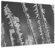 Üveg kép - Fagyos hideg (70x50 cm)