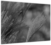 Kép - Szárított pampafű (70x50 cm)