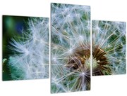 Elvirágzott pitypang képe (90x60 cm)