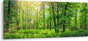 Kép - Tavaszi lomberdő (120x50 cm)