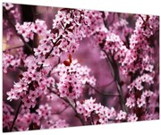 Kép - Rózsaszín sakura (90x60 cm)