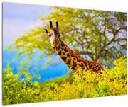 Egy kép egy zsiráfról Afrikában (90x60 cm)