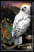 Művészi plakát Harry Potter - Hedwig