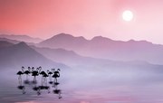 Fotográfia Flamingos Sunset, Bess Hamiti