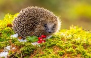 Fotográfia Hedgehog in Winter.   Wild,, Callingcurlew23