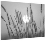 Üveg kép - Mező naplementében (70x50 cm)