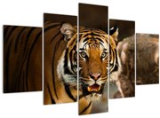 Tigris képe (150x105 cm)