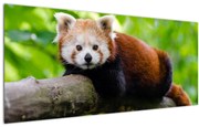 A vörös panda képe (120x50 cm)