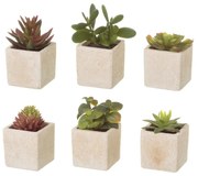 Műnövény szett 6 db-os (magasság 9,5 cm) Cactus – Casa Selección