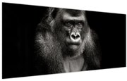 Kép - Gorilla (120x50 cm)