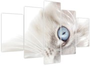 Kép - Kék szemű macska (150x105 cm)