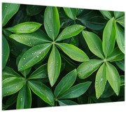 Kép - Levelek harmatcseppekkel (70x50 cm)