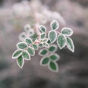 Fotográfia Close-up of frozen plant, Giulio Donati / 500px