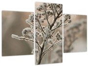 Kép - Növény fagyban (90x60 cm)