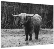 Kép - Skót tehén (70x50 cm)