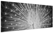 Kép - Fehér páva (120x50 cm)