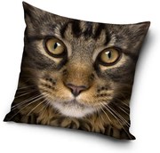 Cicás Golden Gaze párnahuzat 40x40 cm