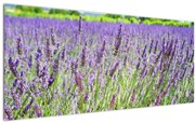 Egy mező képe a levendulával (120x50 cm)