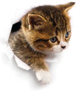 Hiding Cat falmatrica - Ambiance